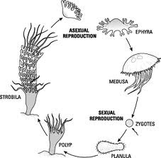 Anaphalis Javanica: metamorfosis dan metagenesis