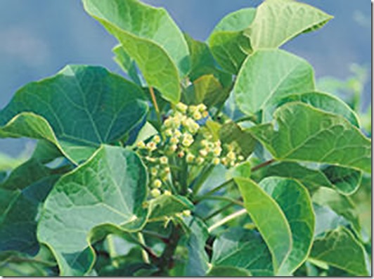 Aceite de Jatropha como biodiesel, realidad o ficción  (3)