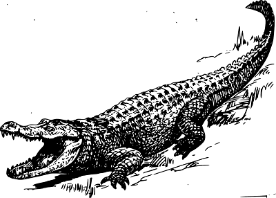 alligator clipart zoo 