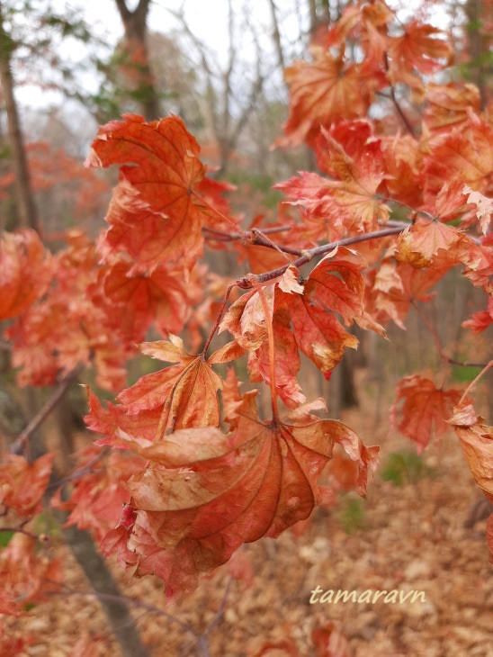 Клён ложнозибольдов (Acer pseudosieboldianum)