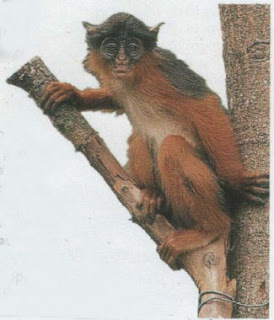 Red colobus monkey