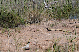 Culebra bastarda  (Malpolon monspessulanus)  en la colonia. Montpellier snake (Malpolon monspessulanus) in the colony.