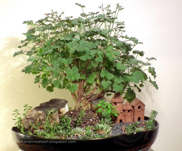 Saikei / Miniature Garden with Apple Nutmeg Scented Pelargonium for 2011 Thanksgiving Day
