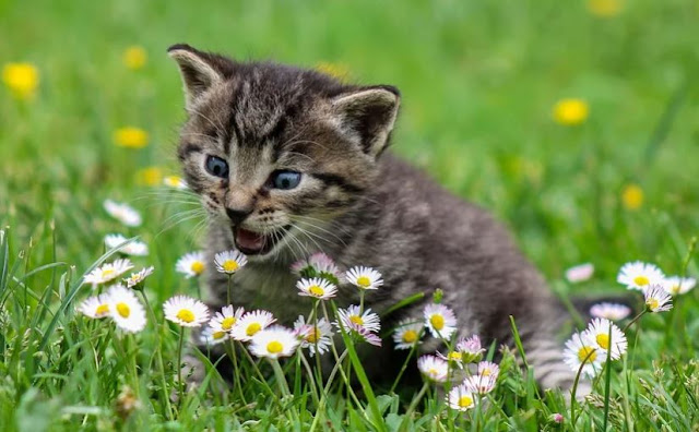 Agar Kucing Tidak Berak Di Pot Bunga