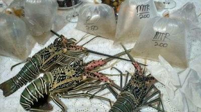 KKP Gagalkan Penyelundupan 13.372 Benih Lobster di Surabaya