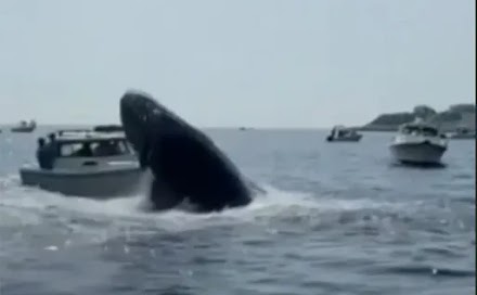 Φάλαινα πήδηξε έξω από το νερό και χτύπησε μικρό σκάφος
