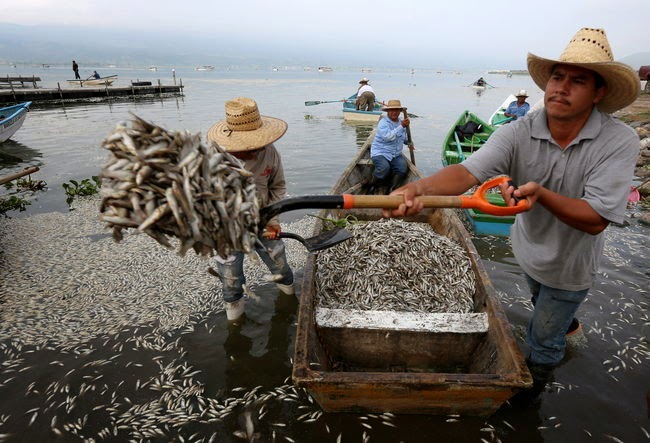 Estados/Investigan expertos causas de mortandad de peces en Cajititlán 