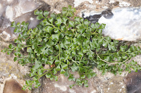 Wall Rue, Asplenium ruta-muraria.  On the churchyard wall in Downe, 27 June 2015.