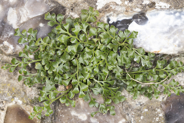 Wall Rue, Asplenium ruta-muraria.  On the churchyard wall in Downe, 27 June 2015.