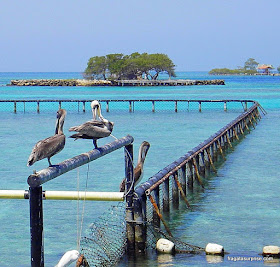 Pelicanos do Aquário San Martín, Ilhas do Rosário, Colômbia