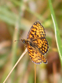 Heath Fritillary Melitaea athalia.  Indre et Loire, France. Photographed by Susan Walter. Tour the Loire Valley with a classic car and a private guide.