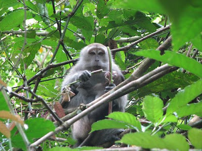 Photo of Macaques