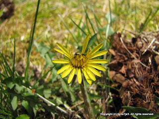 Dandelions