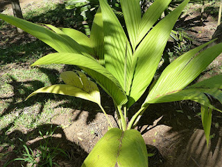 Cyphosperma tanga 