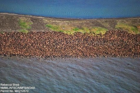 Fenomena Langka, Sekitar 3.500 Singa Laut Menepi di Pinggir Pantai