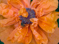 poppies, flowers, bees