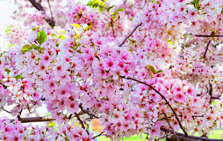 Gambar Bunga Sakura Paling cantik di Jepang 6000