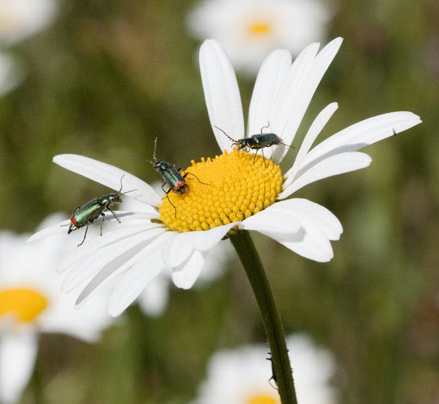 Red-tipped flower beetle, Malachius bipustulatus, on ox-eye daisy,  Leucanthemum vulgare.  Three beetles present. Hayes Common, 21 May 2011. EOS 450D, Canon 100mm macro lens.