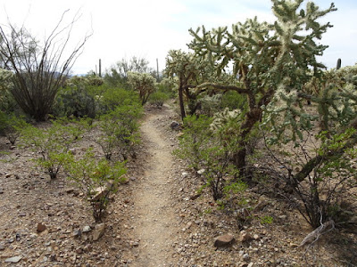 Brown Mt. Trail