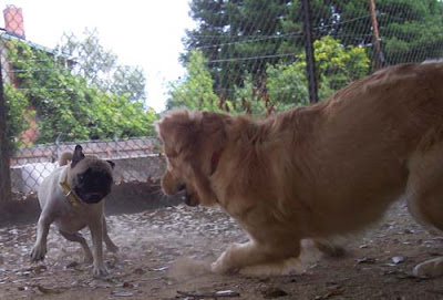 fighting dogs pug and retriever