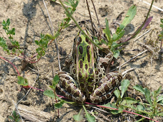 Grenouille léopard - Lithobates pipiens - Rana pipiens