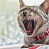 Cat Unseen Expression Wallpaper