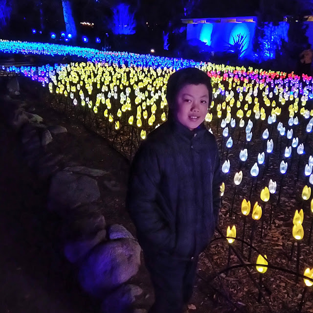 Enchanted: Forest of Lights at Descanso Gardens