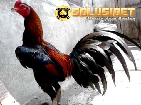 https://www.solusibet.com/sabung-ayam-online.htm