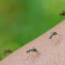 INVASIÓN DE MOSQUITOS: LA ESPECIE NO TRASMITEN DENGUE, PERO ROMPEN LAS PELOTAS EL DOBLE DE LO NORMAL.