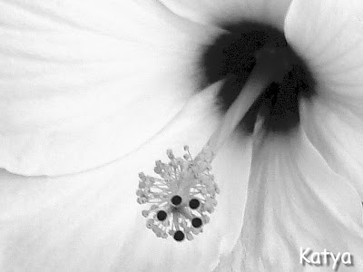 black and white flowers photography. lack and white photography