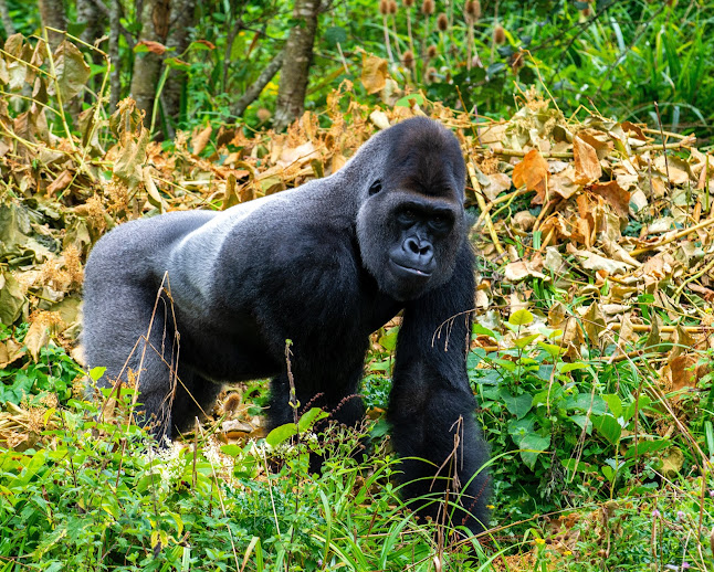 Gorilla social structure and conservation