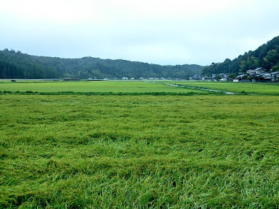 田んぼ