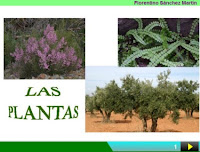 http://cplosangeles.juntaextremadura.net/web/edilim/curso_4/cmedio/las_plantas/las_plantas/las_plantas.html