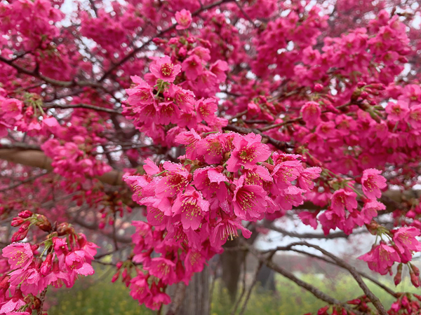 南投水里阿本農場櫻花秘境欣賞三色櫻花，波斯菊油菜花也好美