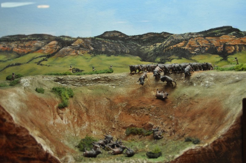 buffalo-jump-1