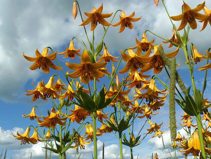 Лилия канадская (Lilium canadense)