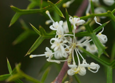 Honey Bush (Hakea lissocarpha)