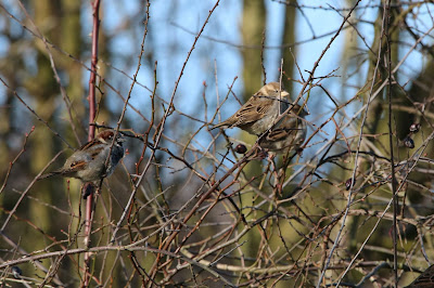 Mosk - Huismus - Passer domesticus