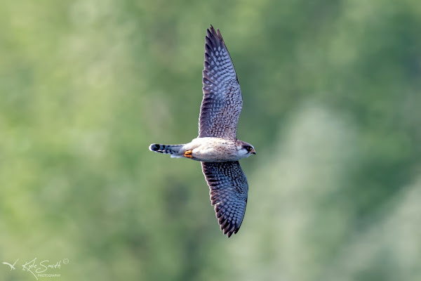 Red-footed falcon