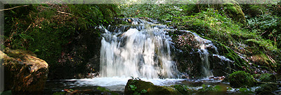 Hermoso rincón en el bosque