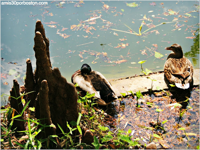 Patos en el Jardín Japonés de Fort Worth