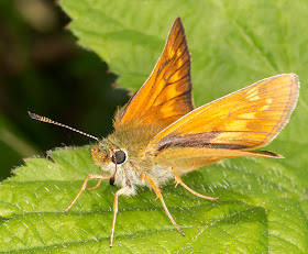 Large Skipper, Ochlodes sylvanus.  Hesperiidae.  High Elms Country Park, 10 June 2014.