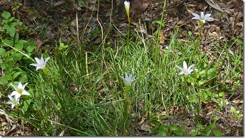 7a