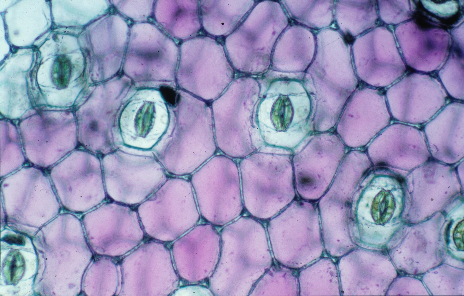 Biojojo: Derivat epidermis jaringan tumbuhan