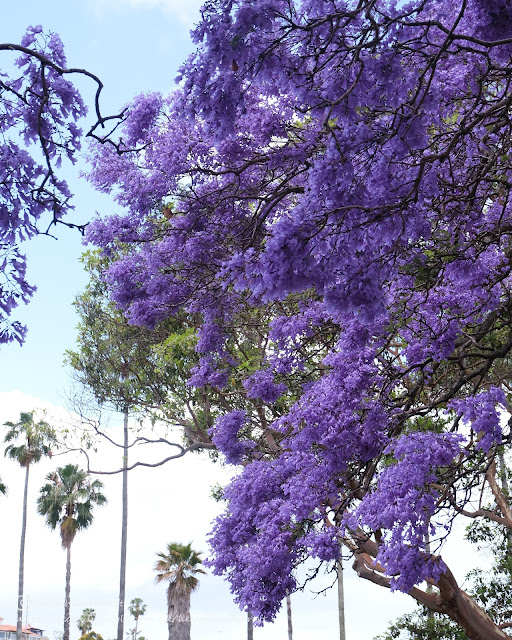 澳洲 悉尼 Australia Sydney 藍花楹 Kirribilli Milson Park Jacaranda