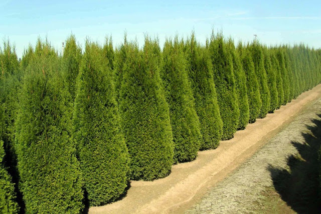 Arborvitae Species2