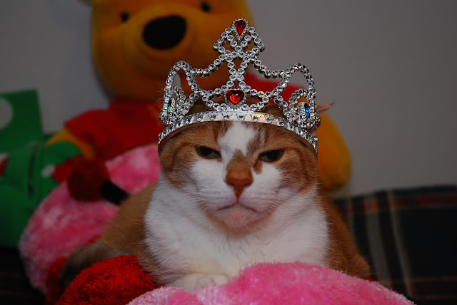 Feline Royalty by Photography By Shaeree from flickr (CC-NC-ND)