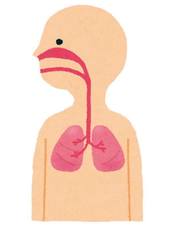 食道から肺にかけてのイラスト かわいいフリー素材集 いらすとや 食道から肺にかけてのイラスト かわいいフリー素材集 いらすとや