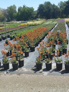 Kangaroo Paw