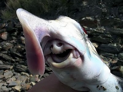 elephant fish delineation